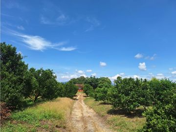 Finca Productiva A La Venta Quimbaya Quindío