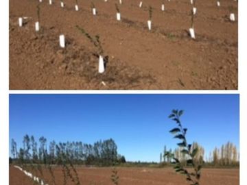 Agrícola en Venta en Huerto Patagonia