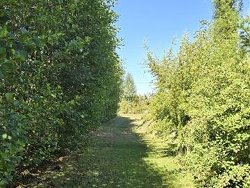 Agrícola en Venta en Camino a Villucura km 16,7