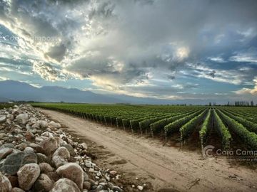 Se Vende Finca de 170ha con Plantaciones de Ajo en San Carlos, Mendoza