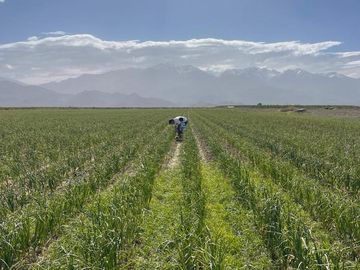 Se Vende Finca de 170ha con Plantaciones de Ajo en San Carlos, Mendoza