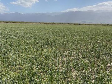 Se Vende Finca de 170ha con Plantaciones de Ajo en San Carlos, Mendoza