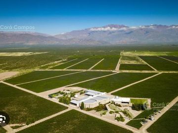 Se Vende Finca de 170ha con Plantaciones de Ajo en San Carlos, Mendoza