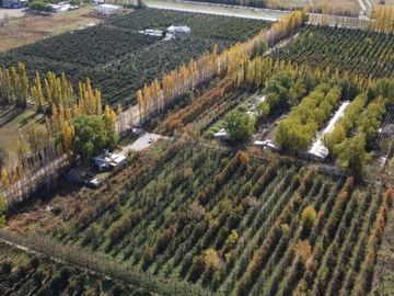Venta chacra 5has. con casa de 600mt2 y galpones. Cipolletti, Río Negro