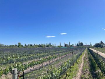 Bodega en venta - 9 Dormitorios 4 Baños - Cocheras - 85.039Mts2 - San Rafael, Mendoza