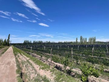 Bodega en venta - 9 Dormitorios 4 Baños - Cocheras - 85.039Mts2 - San Rafael, Mendoza