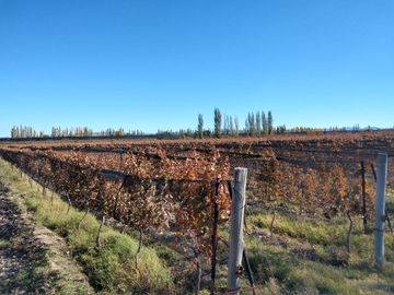 Bodega en venta - 9 Dormitorios 4 Baños - Cocheras - 85.039Mts2 - San Rafael, Mendoza