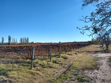 Bodega en venta - 9 Dormitorios 4 Baños - Cocheras - 85.039Mts2 - San Rafael, Mendoza