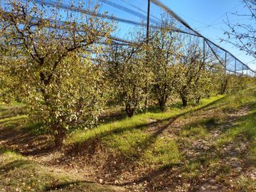 Bodega en venta - 9 Dormitorios 4 Baños - Cocheras - 85.039Mts2 - San Rafael, Mendoza