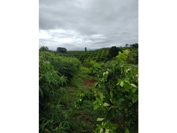 SE VENDE FINCA EN MONTENEGRO
