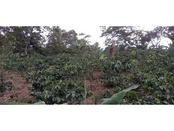 SE VENDE FINCA EN FILANDIA