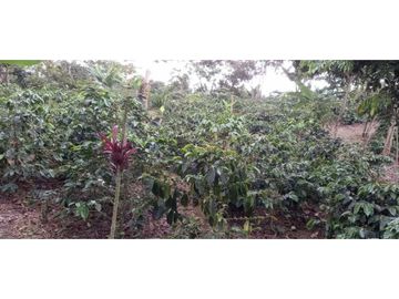 SE VENDE FINCA EN FILANDIA
