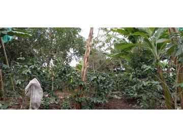 SE VENDE FINCA EN FILANDIA