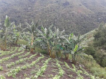 SE VENDE FINCA  EN CALARCA QUINDIO