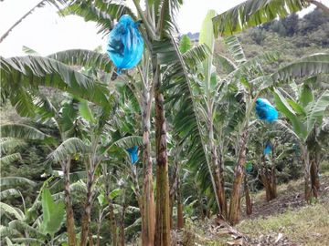 SE VENDE FINCA  EN CALARCA QUINDIO