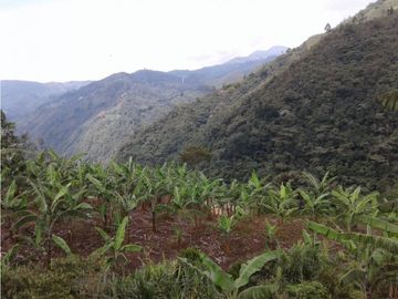 SE VENDE FINCA  EN CALARCA QUINDIO