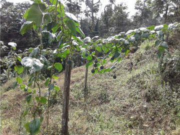 SE VENDE FINCA  EN CALARCA QUINDIO