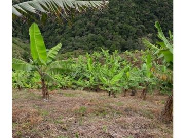 SE VENDE FINCA  EN CALARCA QUINDIO