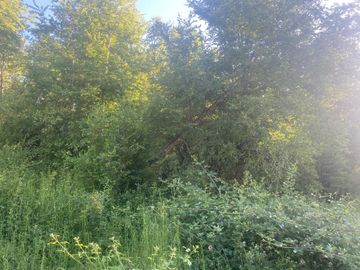 OPORTUNIDAD!! Se Vende Parcela 18 de 5.549 m2 y Rol Propio en Las Trancas, Termas de Chillan