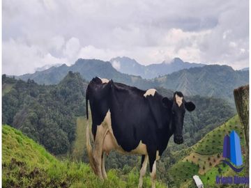 Finca agroindustrial ubicada en el municipio de Abejorral Antioquia.