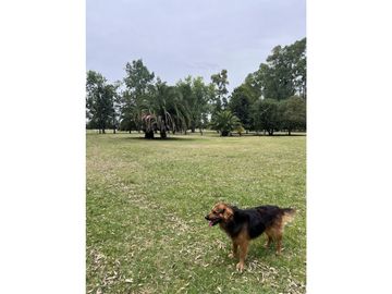 Campo  de 217 ha en San Miguel del Monte sobre Ruta 41