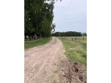 Campo  de 217 ha en San Miguel del Monte sobre Ruta 41