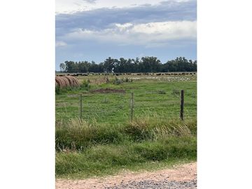 Campo  de 217 ha en San Miguel del Monte sobre Ruta 41