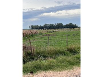 Campo  de 217 ha en San Miguel del Monte sobre Ruta 41