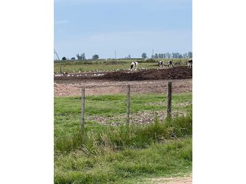 Campo  de 217 ha en San Miguel del Monte sobre Ruta 41