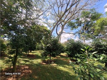Venta Finca Hotel Tebaida Quindio Colombia COD: 8431951