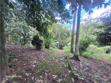 Venta Finca Hotel Tebaida Quindio Colombia COD: 8431951