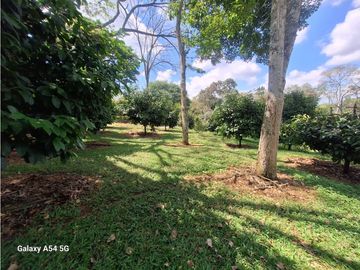Venta Finca Hotel Tebaida Quindio Colombia COD: 8431951