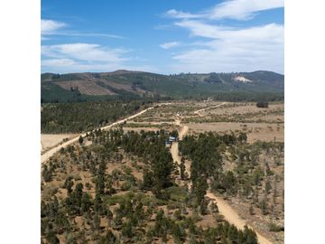 VENDE EN FUNDO LA QUIRIGUA PARCELA 5000M2 A 3MIN DE LAGO TORCA Y 7MIN DE LAGO VICHUQUEN .