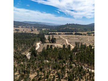 VENDE EN FUNDO LA QUIRIGUA PARCELA 5000M2 A 3MIN DE LAGO TORCA Y 7MIN DE LAGO VICHUQUEN .