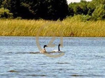 Parcela en Lanco a orilla del río Cruces