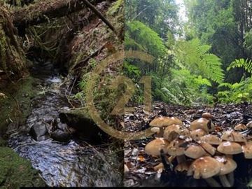 Parcela en Lanco a orilla del río Cruces