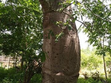 ¡Excelente terreno con Cenote en venta! Valladolid, Yucatán.