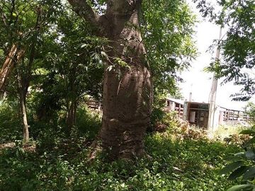 ¡Excelente terreno con Cenote en venta! Valladolid, Yucatán.