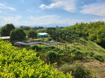 FINCA EN VENTA EN QUIMBAYA QUINDIO
