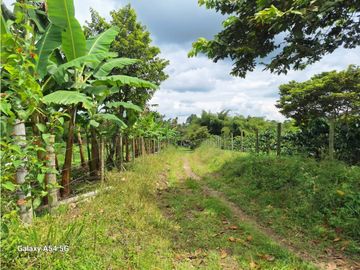 Venta Finca Circasia Quindio - Colombia COD: 8437375