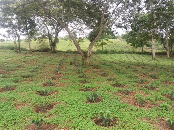 Venta Finca Circasia Quindio - Colombia COD: 8437375