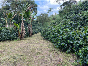 Venta Finca Circasia Quindio - Colombia COD: 8437375