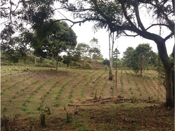Venta Finca Circasia Quindio - Colombia COD: 8437375