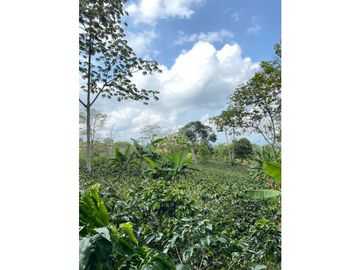 Venta Finca Circasia Quindio - Colombia COD: 8437375