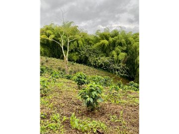 Venta Finca Circasia Quindio - Colombia COD: 8437375