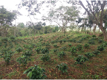 Venta Finca Circasia Quindio - Colombia COD: 8437375