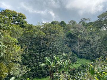 Venta Finca Circasia Quindio - Colombia COD: 8437375