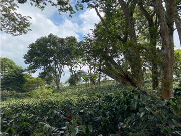 Venta Finca Circasia Quindio - Colombia COD: 8437375