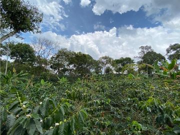 Venta Finca Circasia Quindio - Colombia COD: 8437375