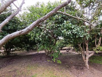 VENDO QUINTA EN GUAYLLABAMBA